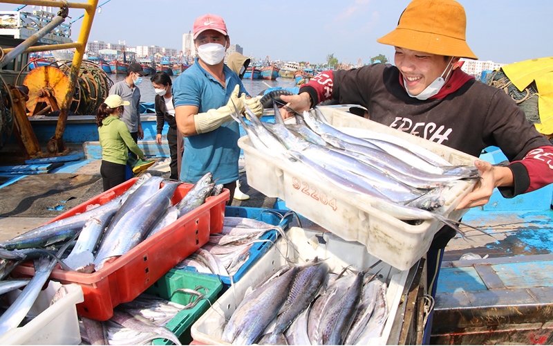 Lộc biển cuối năm của ngư dân miền Trung