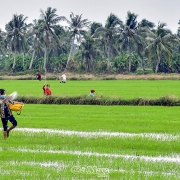 Thủ tướng quyết gia hạn miễn, giảm thuế sử dụng đất nông nghiệp đến hết 2025