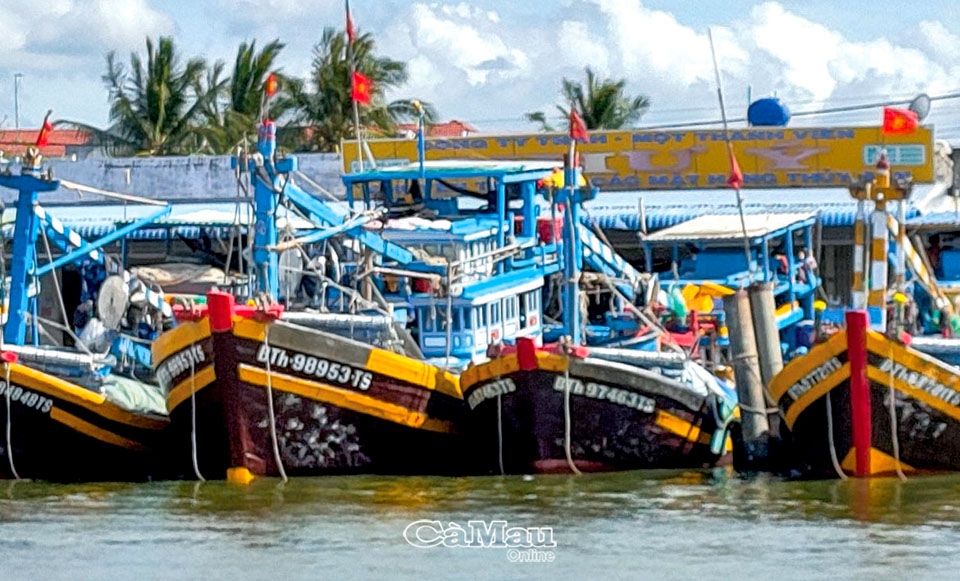 Cà Mau: Ước vọng mùa biển mới