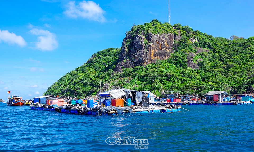 Cà Mau: Cá bớp Hòn Chuối được giá