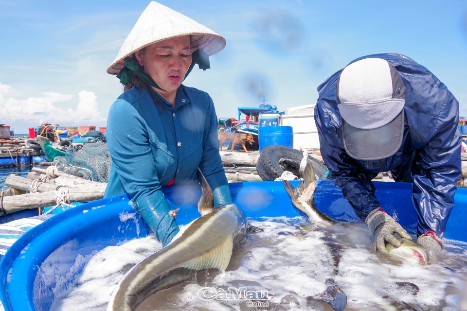 Cà Mau: Cá bớp Hòn Chuối được giá
