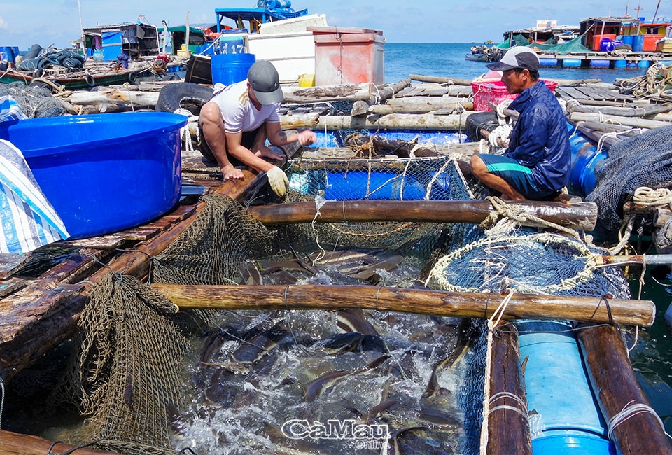Cà Mau: Cá bớp Hòn Chuối được giá