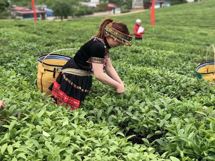Tăng cường xuất khẩu chè và cà phê sang thị trường Ấn Độ
