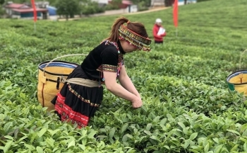 Tăng cường xuất khẩu chè và cà phê sang thị trường Ấn Độ