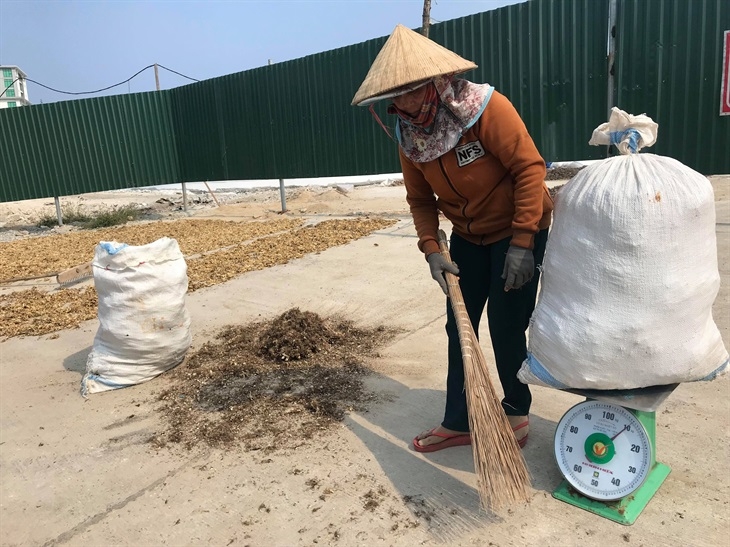 Mùa “ăn” rong ở xứ đảo