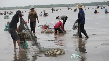 Bến Tre: Tăng cường quản lý sản xuất, ương dưỡng giống nhuyễn thể