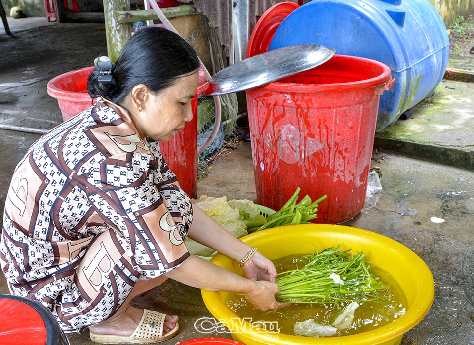 Cà Mau: Biển Bạch khát nước sạch