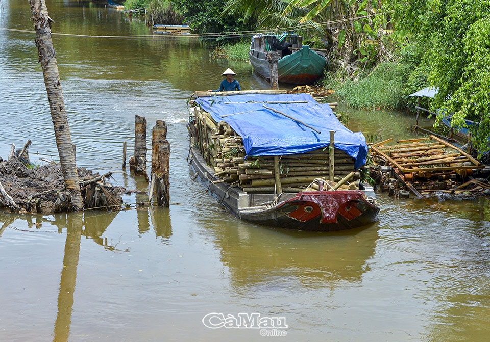 Cà Mau: Biển Bạch khát nước sạch