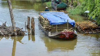 Cà Mau: Biển Bạch khát nước sạch