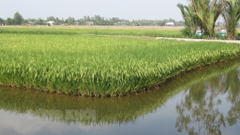 Bến Tre: Phát triển hợp tác xã tham gia chuỗi giá trị nông sản chủ lực