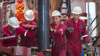 Tổng cục Dầu khí đã thành lập các trường đào tạo nào?