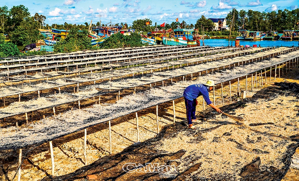 Cà Mau: “Săn lộc” mùa biển động