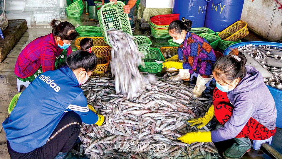 Cà Mau: “Săn lộc” mùa biển động