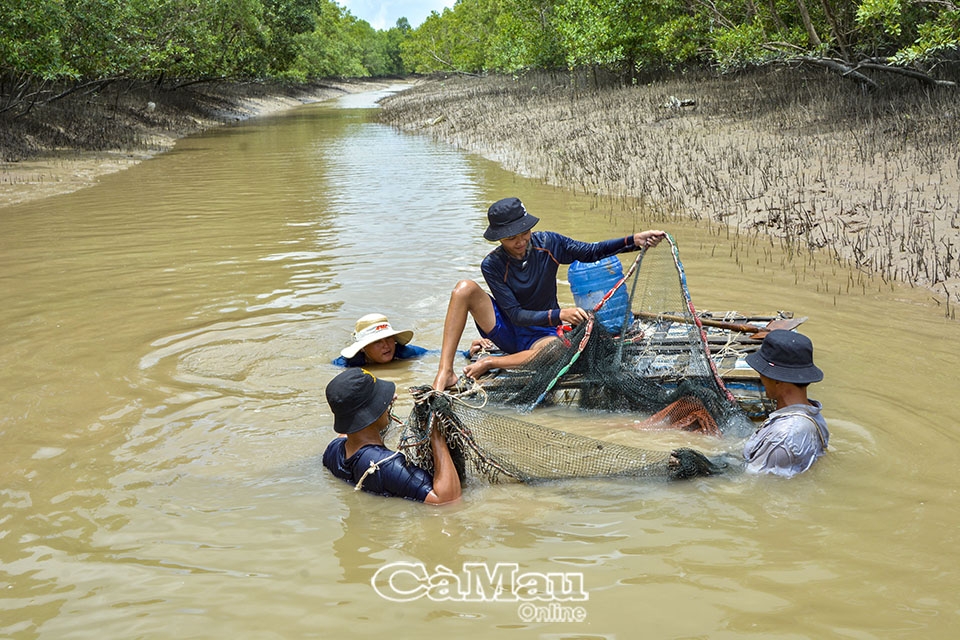 Cà Mau: Trăn trở xóm đảo Áp Hạp