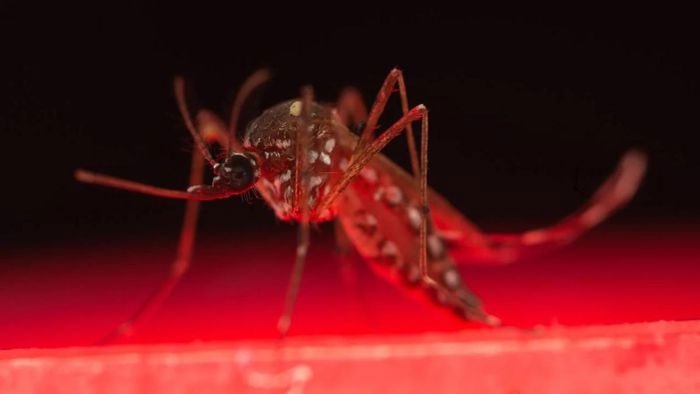 Nghiên cứu mới giúp cứu sống hàng triệu bệnh nhân sốt rét