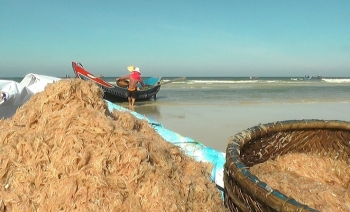 Quảng Trị: Mùa ruốc biển
