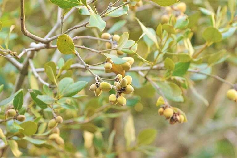 Lặn biển ngắm san hô Vịnh Hạ Long