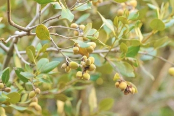 Quảng Ninh: Quả mắm - Món quà của biển