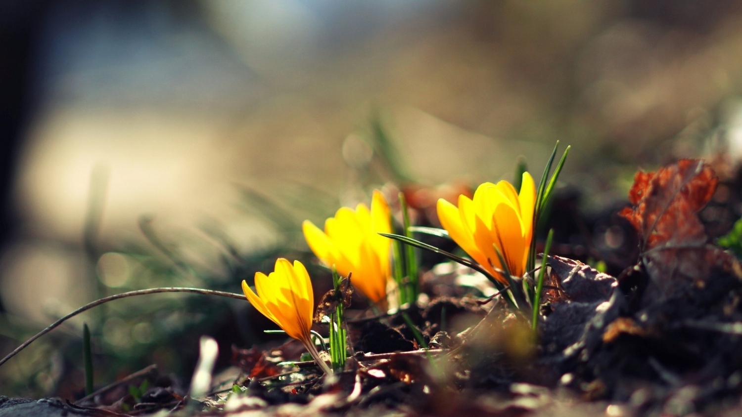 Tử vi tuần mới 5/4 - 11/4 của 12 cung hoàng đạo: Nhân Mã cần chủ động Tử vi tuần mới 5/4 11/4 của 12 cung hoàng đạo: Nhân Mã cần chủ động