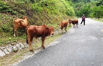 Lừa bán bò của người dân