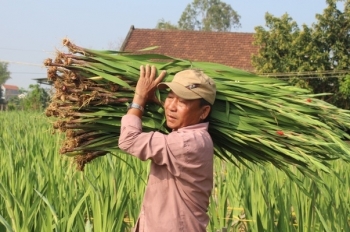 Cho hoa "ngủ đông" đợi Tết