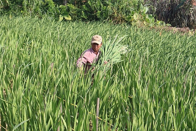 cho hoa ngu dong doi tet