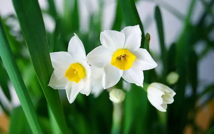 Tử vi ngày 30/5/2021 của 12 cung hoàng đạo: Xử Nữ lý trí