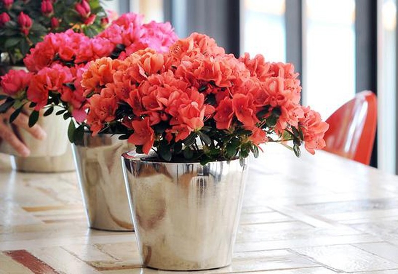 Tử vi ngày 30/5/2021 của 12 cung hoàng đạo: Xử Nữ lý trí