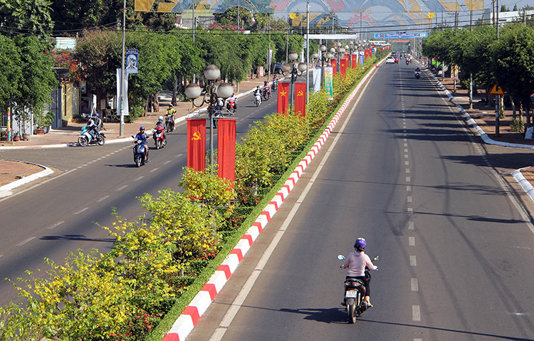 gan 1000 cay mai no hoa tren dai phan cach