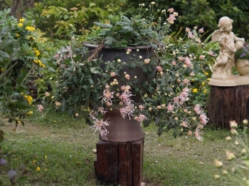 Mãn nhãn với vườn cúc cổ, đẹp mê hồn giữa lòng Hà Nội