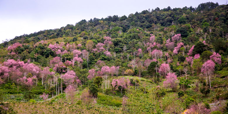 Thắm sắc đào núi Lang Biang