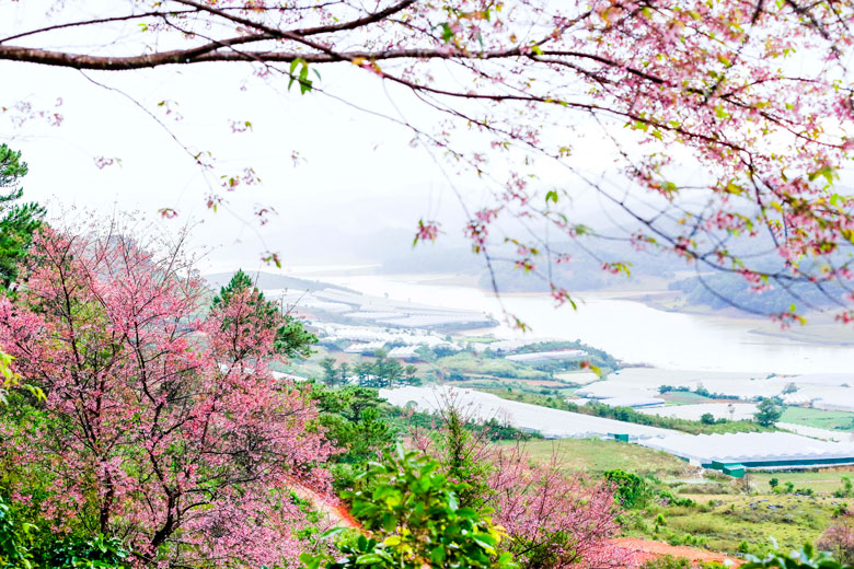 Thắm sắc đào núi Lang Biang Thắm sắc đào núi Lang Biang