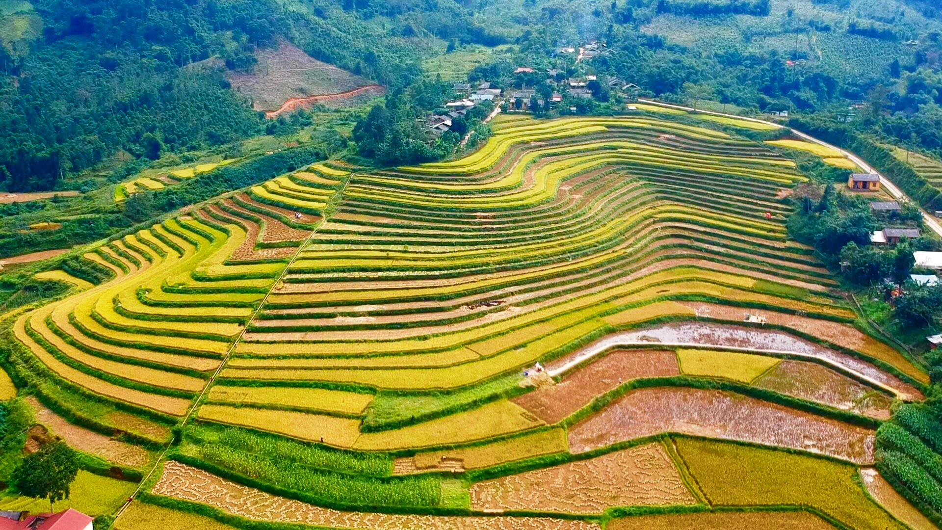 Hoa mận Xuân La bung sắc