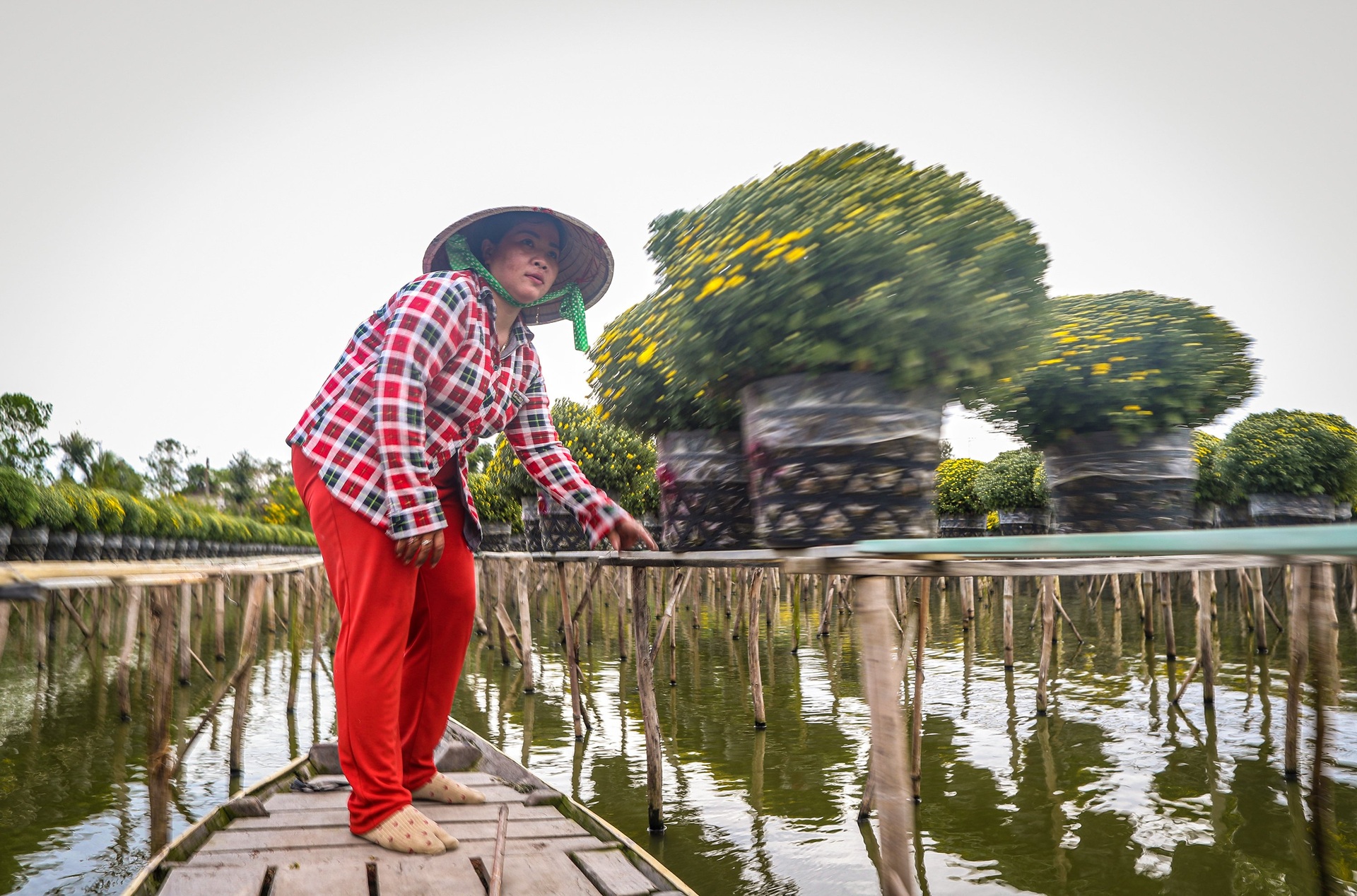 Nông dân làng hoa Sa Đéc tất bật bên ruộng cúc mâm xôi những ngày giáp Tết - 5