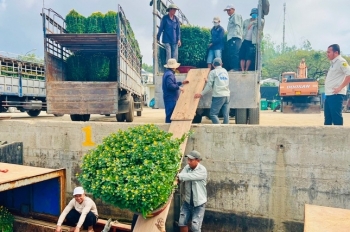 Chở Tết ra đảo Lý Sơn