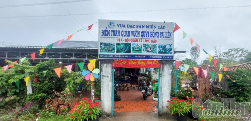 Du xuân giữa bạt ngàn quýt hồng Lai Vung Du Xuân giữa bạt ngàn quýt hồng Lai Vung