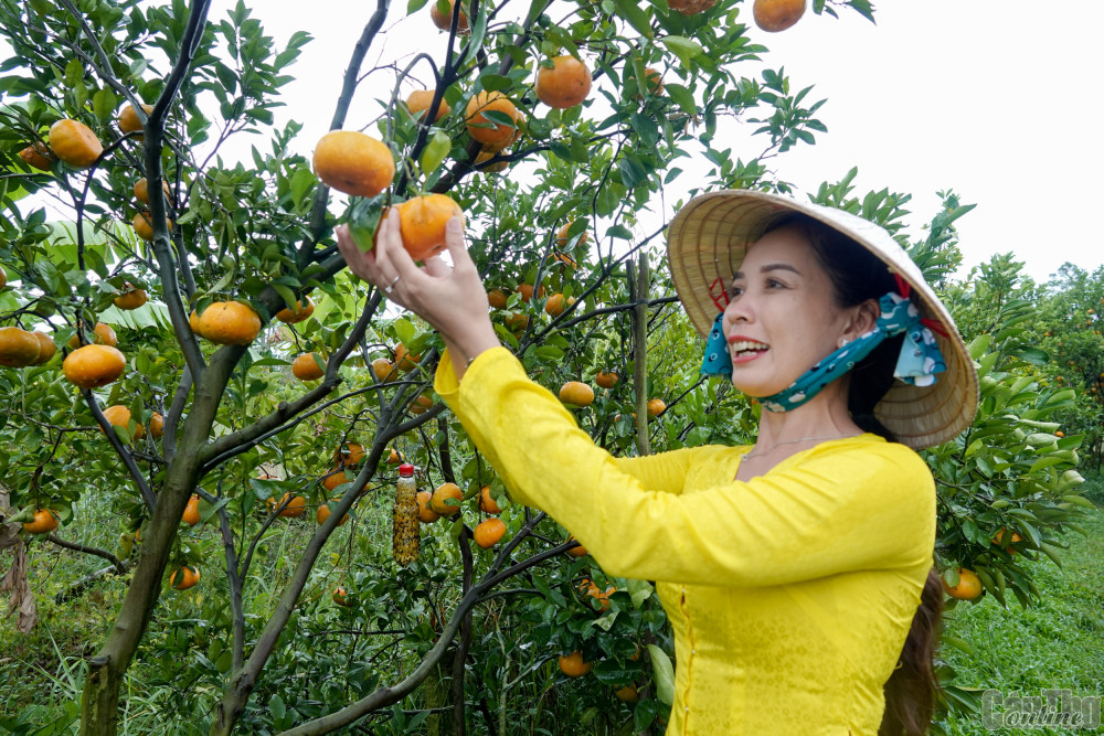 Du xuân giữa bạt ngàn quýt hồng Lai Vung Du Xuân giữa bạt ngàn quýt hồng Lai Vung