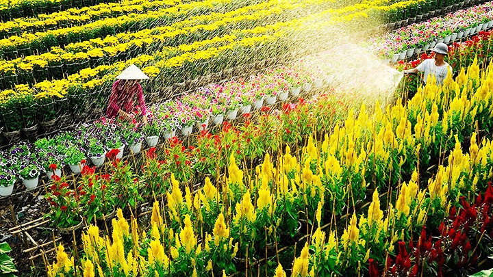 Về Sa Đéc mùa xuân