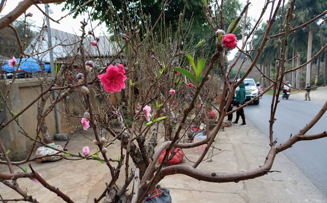 Cận tết ở chợ hoa đào Thẩm Lé