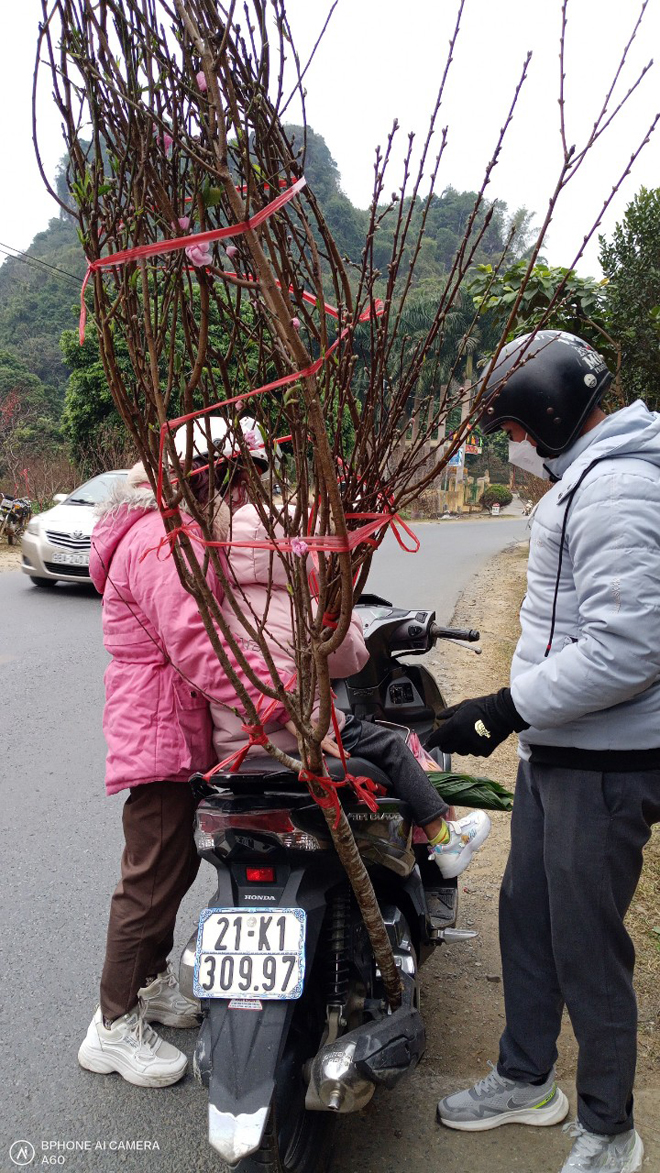 Cận tết ở chợ hoa đào Thẩm Lé Cận tết ở chợ hoa đào Thẩm Lé