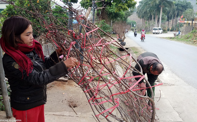 Cận tết ở chợ hoa đào Thẩm Lé Cận tết ở chợ hoa đào Thẩm Lé