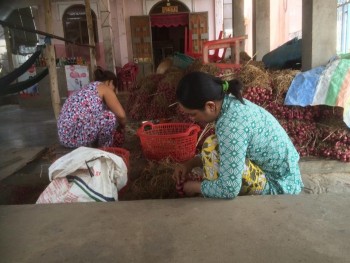 Sóc Trăng: Nông dân ứng phó với hạn, mặn