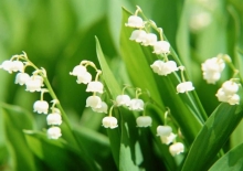 tu vi thu tu ngay 1322019 cua 12 cung hoang dao