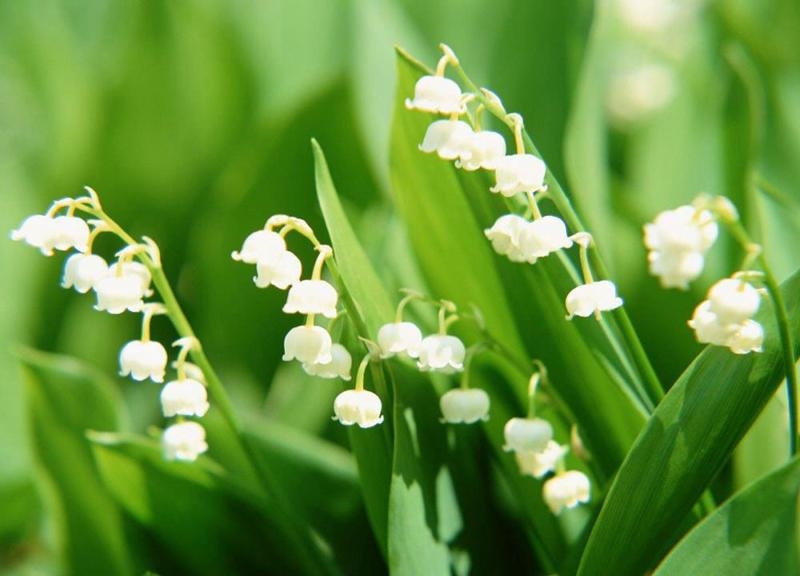 tu vi thu ba ngay 1222019 cua 12 cung hoang dao