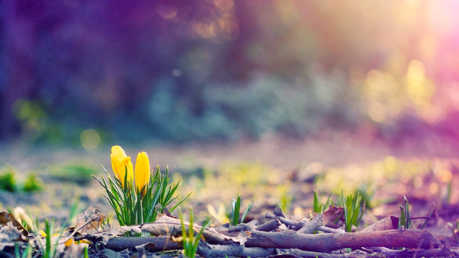 tu vi thu sau ngay 132019 cua 12 cung hoang dao