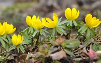 Tử vi Chủ nhật ngày 2/2/2020 của 12 cung hoàng đạo