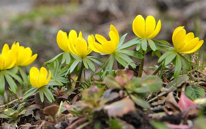 Tử vi Chủ nhật ngày 2/2/2020 của 12 cung hoàng đạo tu vi chu nhat ngay 222020 cua 12 cung hoang dao