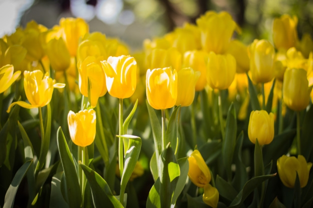 Tử vi thứ Tư ngày 12/2/2020 của 12 cung hoàng đạo tu vi thu tu ngay 1222020 cua 12 cung hoang dao