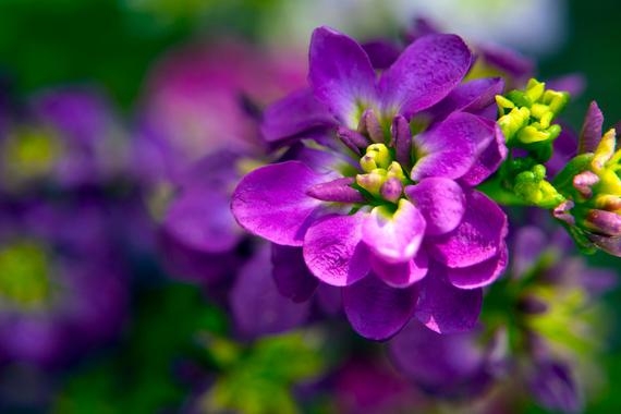 Tử vi tuần mới 12/7   18/7 của 12 cung hoàng đạo: Bọ Cạp nên bình tĩnh