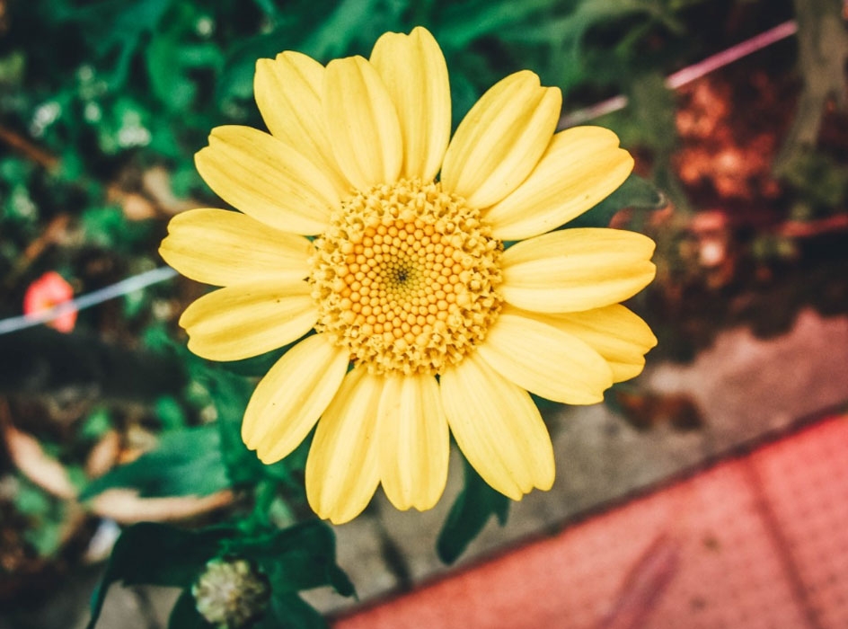 Tử vi tháng 4/2021 của 12 con giáp: Tuổi Sửu vượng vận quý nhân Tử vi tháng 4/2021 của 12 con giáp: Tuổi Sửu vượng vận quý nhân